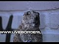 Dramatic Chipmunk a.k.a. Banksy               // video added December 21,  2009            // 0 comments             //                             // Embed video: