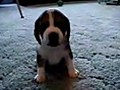 The Tough Guy - Beagle Puppy