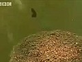 شوف سبحان الله كيف يعبر النمل نهر الأمازون