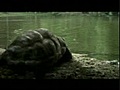 Funny Ad Peugeot - 207SW (documentaire animalier tortue)