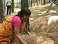 Pine Needles over Coal: Clean Air in India through Biomass Briquettes