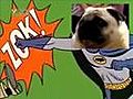 Pug Sings Batman