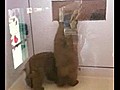 Dog Dances for Adoption