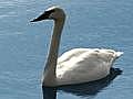 Return of Trumpeter Swans