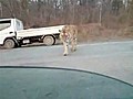 Siberian Tiger on a Russian Road