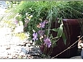 Using Native Plants in Containers