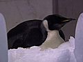 NZ penguin improves,  could be freed in ocean