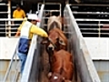 Cattle ban to cost Elders max $7.3m