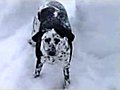 Dog Having a Blast in the Snow