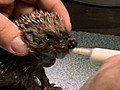 Saving Baby Hedgehogs