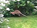 Wallaby caught on camera in Dorset garden