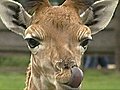 Rare giraffe revealed to public