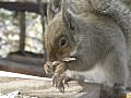 今日のかわいいリス　lovely　squirrel