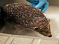 Weird True &amp; Freaky: Hedgehog Loses Spikes