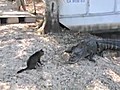 Gator Attacked By Cat And Backs Down