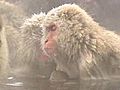 Steamy Hot Tub Relaxes Violent Monkeys