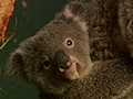 Raw Video: Baby koala debuts at Australia zoo