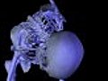 Skeleton Dancing Bow. Stock Footage