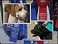 Sporting Dogs Overview