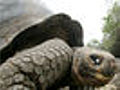 Forscher enträtseln Herkunft des Schildkrötenpanzers