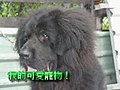 是金的-正宗獅形西藏獒犬喔