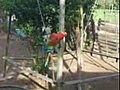 funny parrot