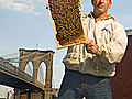 Urban Beekeeping with Andrew Cote