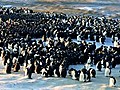 Penguins Do the Wave to Keep Warm