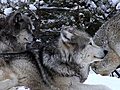Beautiful Places in HD - Yellowstone,  WY: Winter Animals