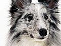 Dogs 101: Shetland Sheepdog