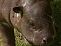 Small step,  big dip for baby pygmy hippo