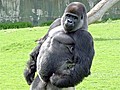 Look ma,  no hands! Gorilla walks on hind legs