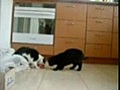??  job 314 -    2 chats  1 gamelle  ??