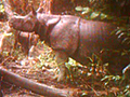 Rarest Rhino Filmed