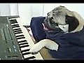 Play Him off Keyboard DOG