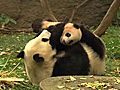 Panda Cub Explores Outdoors