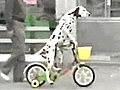 Un dalmata in bicicletta