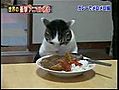 Un chat qui aime la nourriture