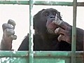 Smoking chimp rescued from zoo
