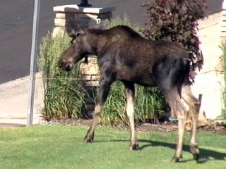 Moose Loose In Salt Lake City