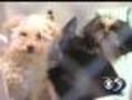Helping Heal Puppy Mill Dogs