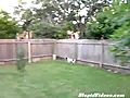 Dog Climbs The Fence