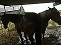 Horses Using Shelter During Rain & Reasons for not Using it- Rick Gore Horsemanship