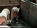 Taiwan urges farmers to toilet-train pigs