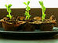 CHOW Tip: Use Your Egg Cartons to Grow Seedlings