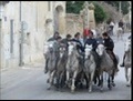 taureaux dans les rue