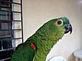 Parrot Singing Opera