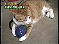 Vibre À Cat