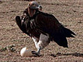 Jackal vs. Ostrich Eggs vs. Vulture