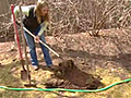 How to Prepare a Flower Bed